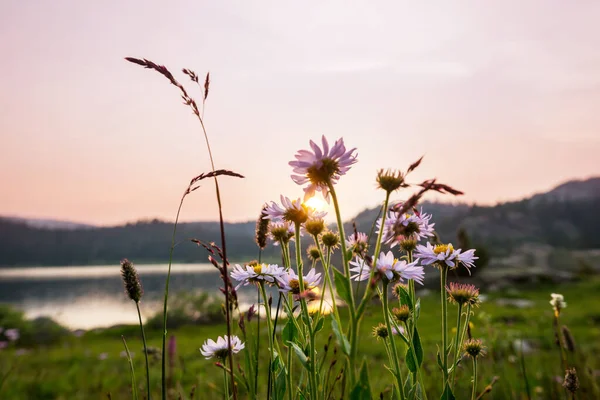 Prachtige Wilde Bloemen Een Groene Weide Het Zomerseizoen Natuurlijke Achtergrond — Stockfoto