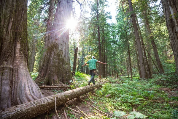 Homme Randonnée Baie Sentier Dans Forêt Nature Loisirs Randonnée Voyage — Photo