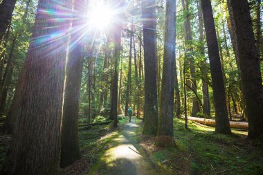 Ormandaki patikada yürüyüş yapan bir adam. Doğa yürüyüşü açık havada.