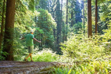 Ormandaki patikada yürüyüş yapan bir adam. Doğa yürüyüşü açık havada.