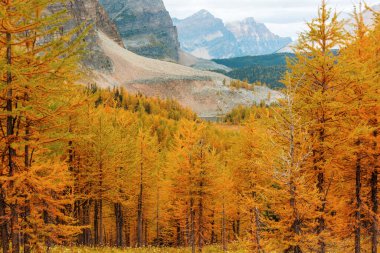 Güzel altın tarlalar dağlarda, sonbahar mevsiminde.