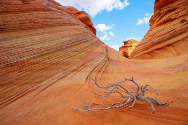 The Wave, Arizona, Vermillion Cliffs, Paria Canyon State Park, ABD. İnanılmaz doğal bir geçmiş.