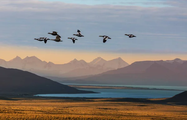 Kuşlar Arjantin Güney Amerika Daki Patagonya Dağları Üzerinde Uçuyorlar — Stok fotoğraf