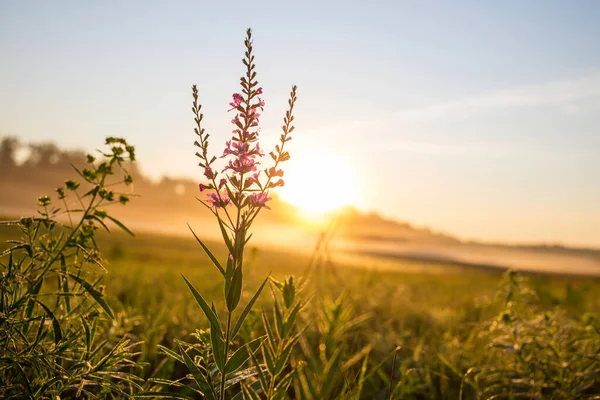 光スポットと晴れた朝の霧の牧草地 — ストック写真