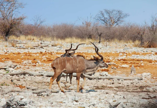 Anteopa Impala Pustyni Afryki Koncepcja Safari — Zdjęcie stockowe