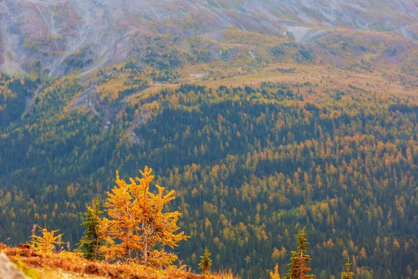 Prachtige Gouden Lariks Bergen Herfstseizoen — Stockfoto