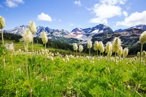 Prato Montagna Nella Giornata Sole Paesaggio Estivo Naturale — Foto Stock