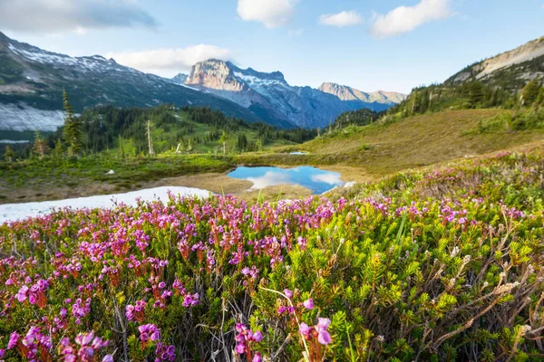 Bergweide Zonnige Dag Natuurlijke Zomerlandschap — Stockfoto