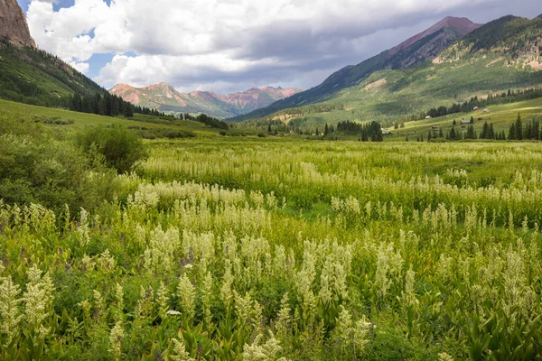 Prato Montagna Nella Giornata Sole Paesaggio Estivo Naturale — Foto Stock