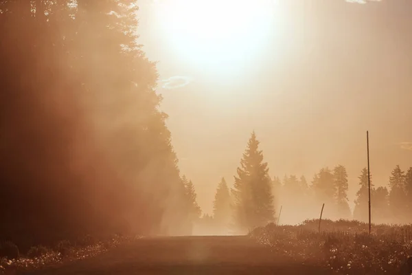 Загородная Дорога Краю Леса Тумане — стоковое фото