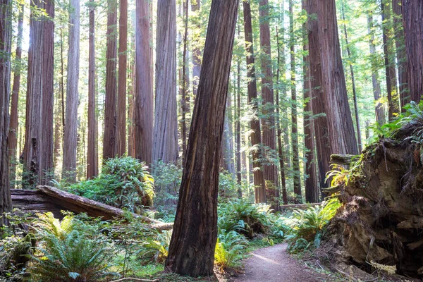 Forêt Été Heure Lever Soleil Fond Été Inspirant — Photo