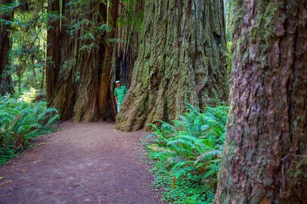 Caminhante Trilha Entre Ross Creek Cedars Montana Eua — Fotografia de Stock