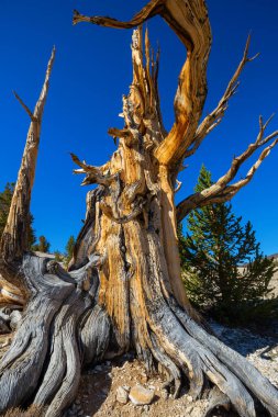 Antik Bristlecone Çam Ağacı çarpık ve buruşuk özellikleri gösteriyor. Kaliforniya, ABD.