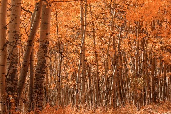 Scène Forêt Ensoleillée Colorée Automne Avec Des Arbres Jaunes Par — Photo