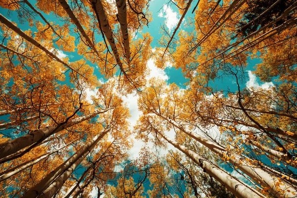 Colorida Escena Bosque Soleado Temporada Otoño Con Árboles Amarillos Día — Foto de Stock