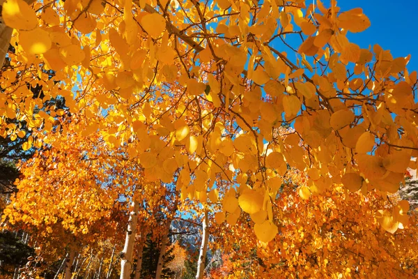 Arbre Automne Dans Parc Municipal — Photo