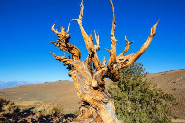 Antik Bristlecone Çam Ağacı çarpık ve buruşuk özellikleri gösteriyor. Kaliforniya, ABD.