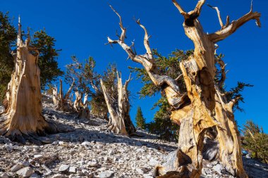 Antik Bristlecone Çam Ağacı çarpık ve buruşuk özellikleri gösteriyor. Kaliforniya, ABD.