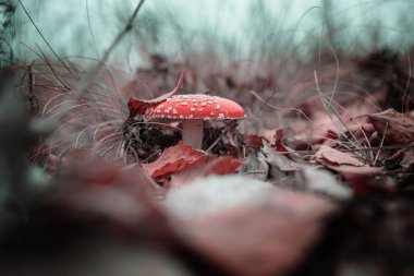 Sonbahar ormanındaki mantarlar