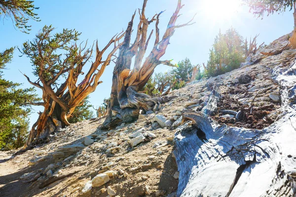 Starożytna Sosna Bristlecone Ukazująca Pokręcone Pogniecione Rysy Kalifornia Usa — Zdjęcie stockowe