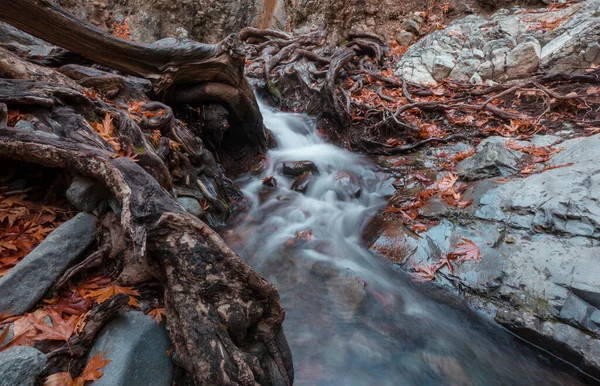 Torrente Foresta Nella Stagione Autunnale — Foto Stock