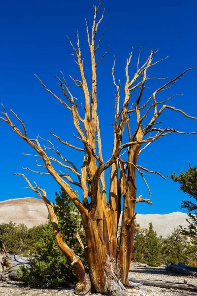 Ancient Bristlecone Pine Tree Met Gedraaide Knoestige Functies California Usa — Stockfoto