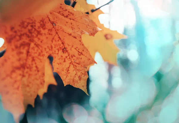 Colorful Yellow Leaves Autumn Season Close Shot Suitable Background Image — Stock Photo, Image