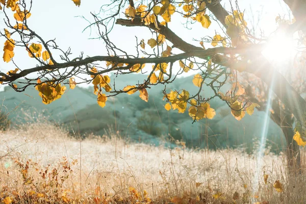 Prairie Automne Colorée Dans Les Montagnes Contexte Naturel — Photo