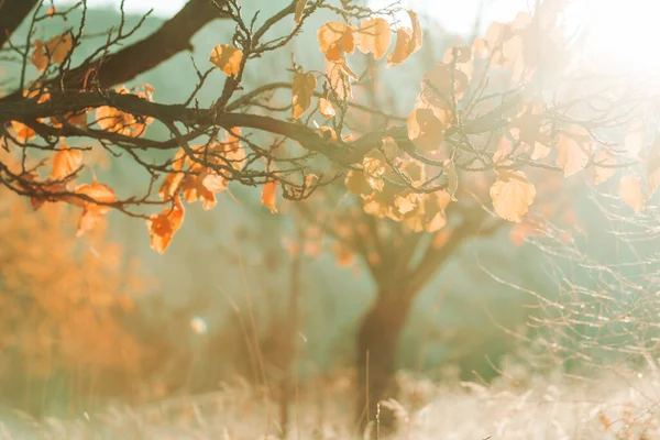 Colorato Prato Autunnale Montagna Sfondo Naturale — Foto Stock