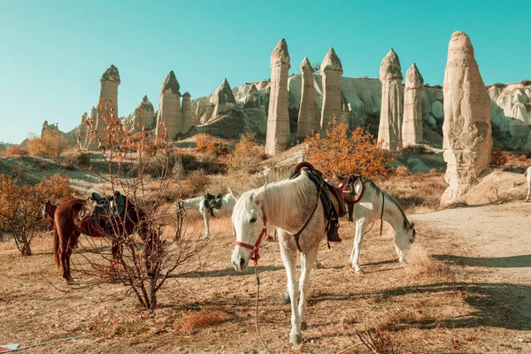 カパドキアの馬の放牧秋 トルコ — ストック写真