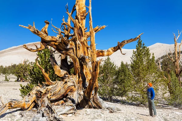 Ancient Bristlecone Pine Tree Ukazuje Pokroucené Pokroucené Rysy California Usa — Stock fotografie