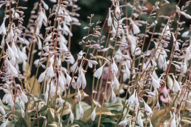 Güzel çiçeklerin yakın çekimi. Çiçek arkaplanı için uygun.