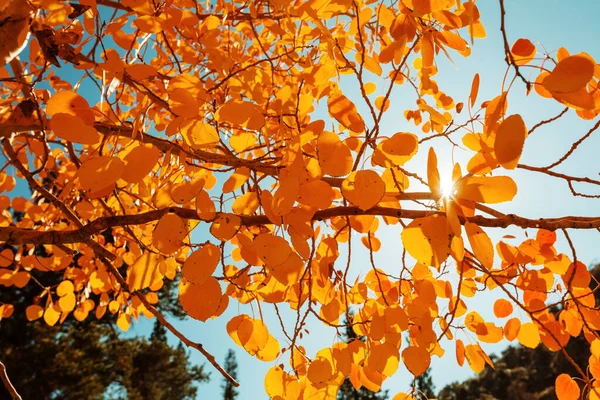 Podzimní Strom Městském Parku Pád Zanechává Přirozené Pozadí — Stock fotografie
