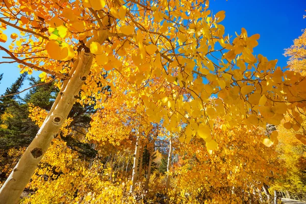 Herfstboom Stadspark Vallende Bladeren Natuurlijke Achtergrond — Stockfoto