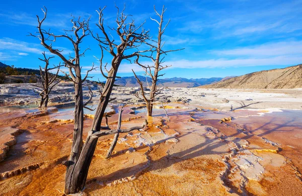 Mammoth Hot Springs Yellowstone Eua — Fotografia de Stock