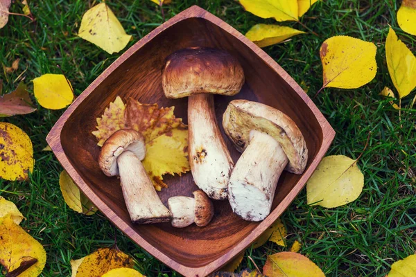 秋天的季节蘑菇在森林里的篮子里 — 图库照片