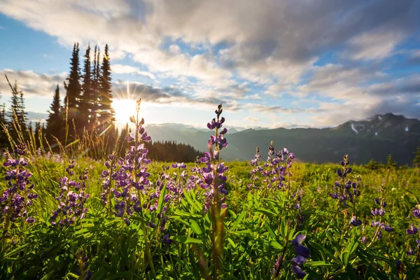 Prachtige Wilde Bloemen Een Groene Weide Het Zomerseizoen Natuurlijke Achtergrond — Stockfoto