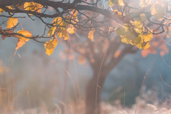 Осеннее Дерево Городском Парке Падение Оставляет Естественный Фон — стоковое фото