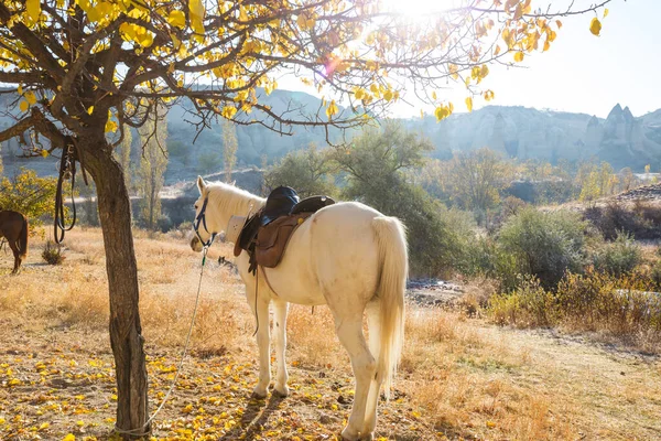 Horses Grazing Cappadocia Fall Season Turkey — Stock Photo, Image