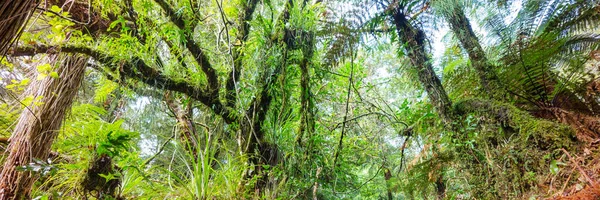 New Zealand Tropical Jungle Forest Green Natural Background — Stock Photo, Image