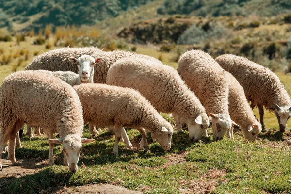 Sheeps Green Summer Mountains — Stock Photo, Image