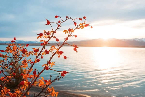 Rosehip Bobule Větvičce Horách Přírodní Podzimní Sezónní Zázemí — Stock fotografie