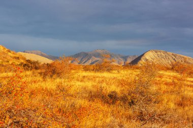 Dağlardaki renkli sonbahar çayırları. Doğal arkaplan.