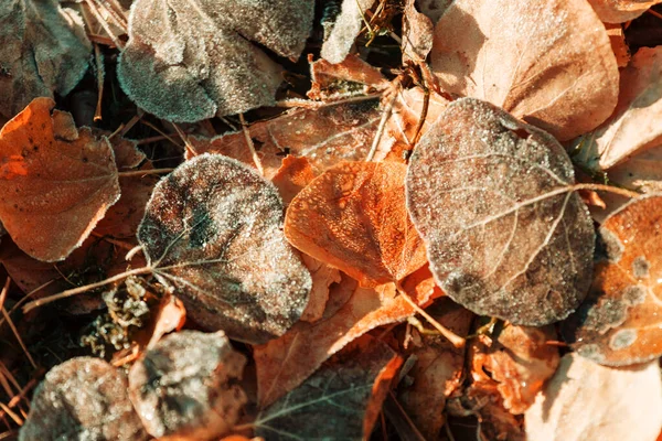 Feuilles Jaunes Colorées Automne Gros Plan Convient Pour Image Fond — Photo