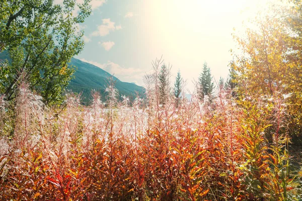 Bunte Herbstwiese Den Bergen Natürlicher Hintergrund — Stockfoto