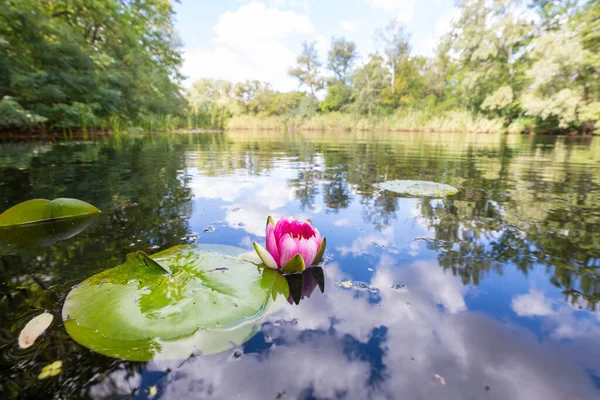 Lotus Rozmycie Tła — Zdjęcie stockowe