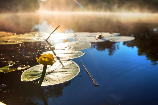 Вид Жовті Водяні Лілії Цвітуть Літній Річці — стокове фото