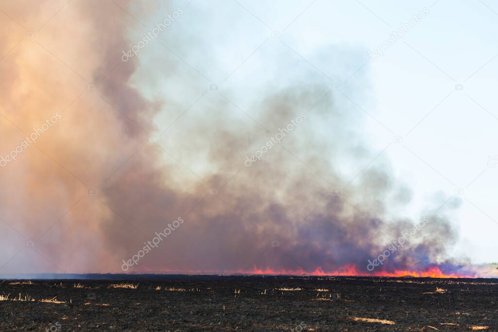 Burning flame  in an agricultural field