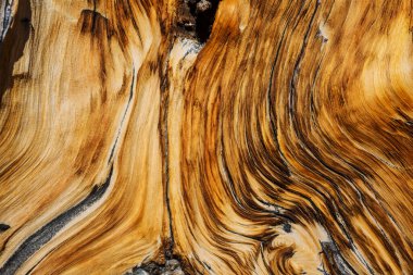 Kahverengi ahşap doku arka plan, araucaria korteksi