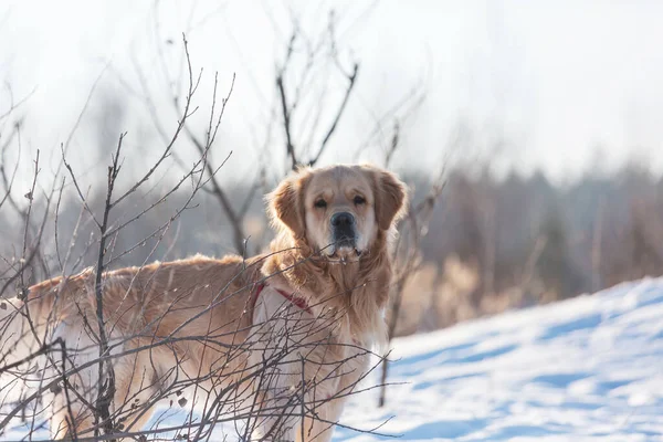 雪の中の冬の犬 — ストック写真